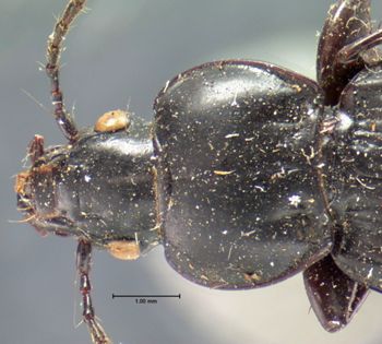 Media type: image;   Entomology 5653 Aspect: pronotum dorsal